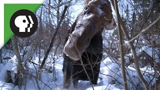 Brain Parasite Turns Moose Into Zombie