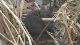 preview picture of video 'Water Vole (Arvicola terrestris) at Pulborough Brooks RSPB Reserve 0889'