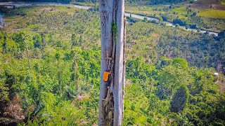 Download lagu 5 Days of daring hunting, climbing an 80-meter-tall, hundred-year-old banyan tree in the mountain... mp3 Download lagu 5 Days of daring hunting, climbing an 80-meter-tall, hundred-year-old banyan tree in the mountain... mp3