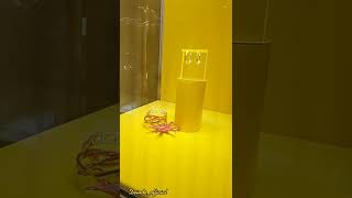 #cartier #londonwalk #shopping #tiffany #travel #necklace #harrods #explore  #2022 .