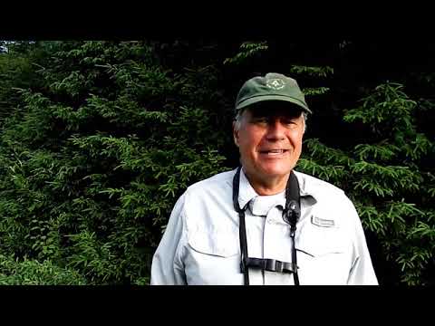 White-winged and red crossbills are back in Maine this year