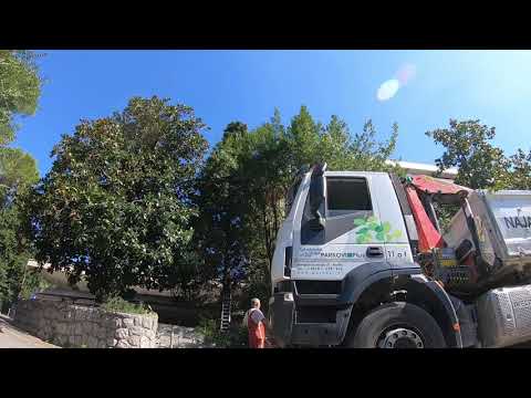 Trimming Laurus nobilis