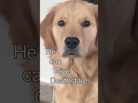 Meet MISBAH ✨। #goldenretriever #cutedog #dog #funny #funnydog #puppy #cute #goldenretrieverpuppy