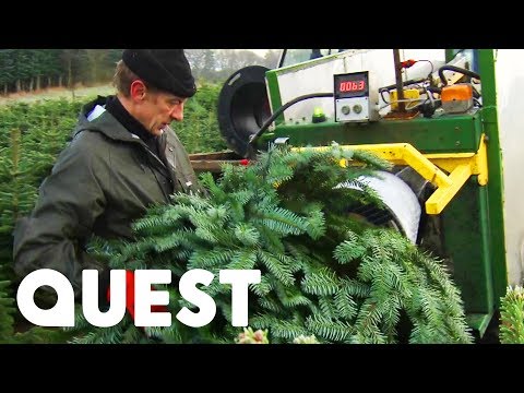 How To Grow The Perfect Xmas Tree | How Do They Do It?