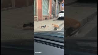 Download lagu hahahgjjjhh #viralvideo #studywithmeandmycat #funny #cat mp3