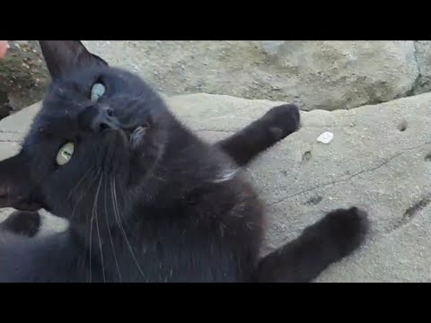 Vermi di cavalletta video Quello che può esser fatto se la donna incinta ha vermi