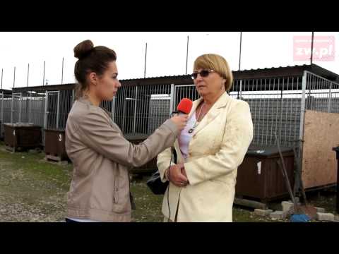 Nie czekaj. Adoptuj! Wypowiedź eksperta