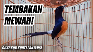 Download lagu JOSS!! MURAI BATU NEMBAK ISIAN CUNGKOK KUNTILANAK FULL NGEROL PANJANG UNTUK MASTERAN & PANCINGAN mp3