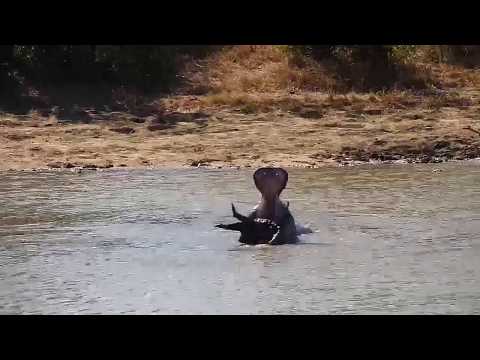 Djuma: Hippo took big log back in the water to play with - 10:40 - 05/30/20