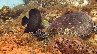 preview picture of video 'Cozumel Dive Trip 6-2018 (1080p)'