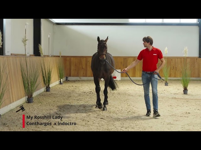 My Rosshill Lady