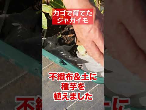 ジャガイモを豊かに収穫するには、いつ肥料を施用すればよいでしょうか?どのような肥料を使用すればよいでしょうか？  庭園