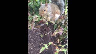 Cute squirrel eating its way through a rose bush