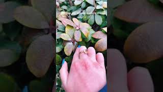 O VÍDEO MAIS SATISFATÓRIO QUE VOCÊ VAI VER HOJE