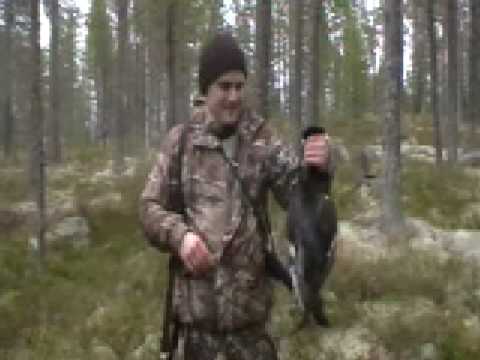 Trophy hunting for capercaillie and black grouse