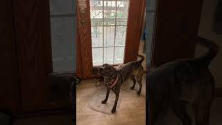 Video preview image #1 Mountain Cur-Whippet Mix Puppy For Sale in Brooklyn Center, MN, USA