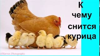 К чему сниться ловить куриц