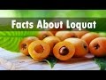 Interesting Facts About Loquat Fruit