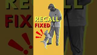 Train Your Dog to Come When Called | Recall Training Most Owners Get Wrong