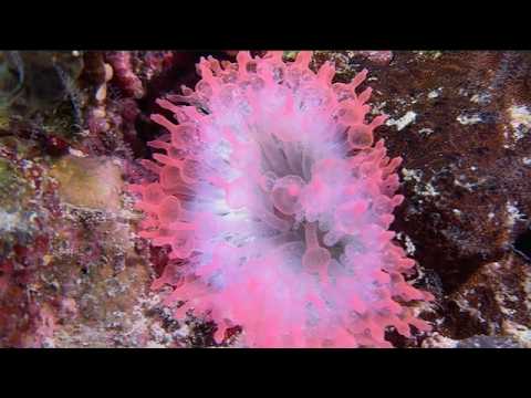 25 Anthozoa Anemones + Other Anthozoans - scuba diving video