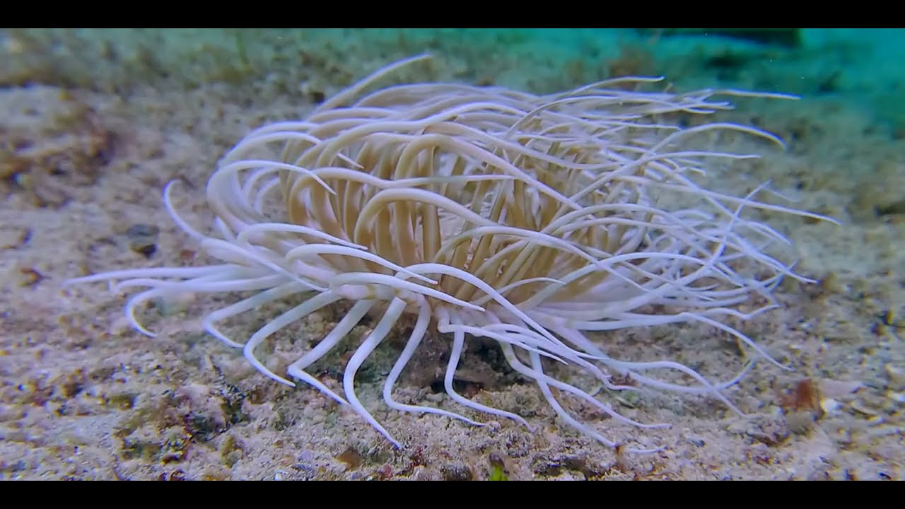 Tropical Pacific Anemone, worms, tunicates and sponge videos.