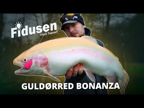 Bonanza Guldørred Fiskeri! Fang Flere Fisk Med Disse Tricks –