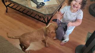 2 puppies take down a racoon!!!