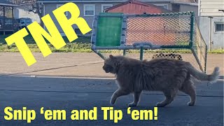 TNR cat process Trapping feral cats live trap drop trap #cat