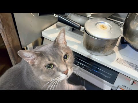 猫はジャガイモを食べてもいいのでしょうか?