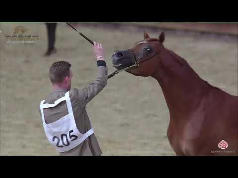N 205 WAFI ALJAZEEL   22nd Qatar National 2019   Yearling Colts Class 6A