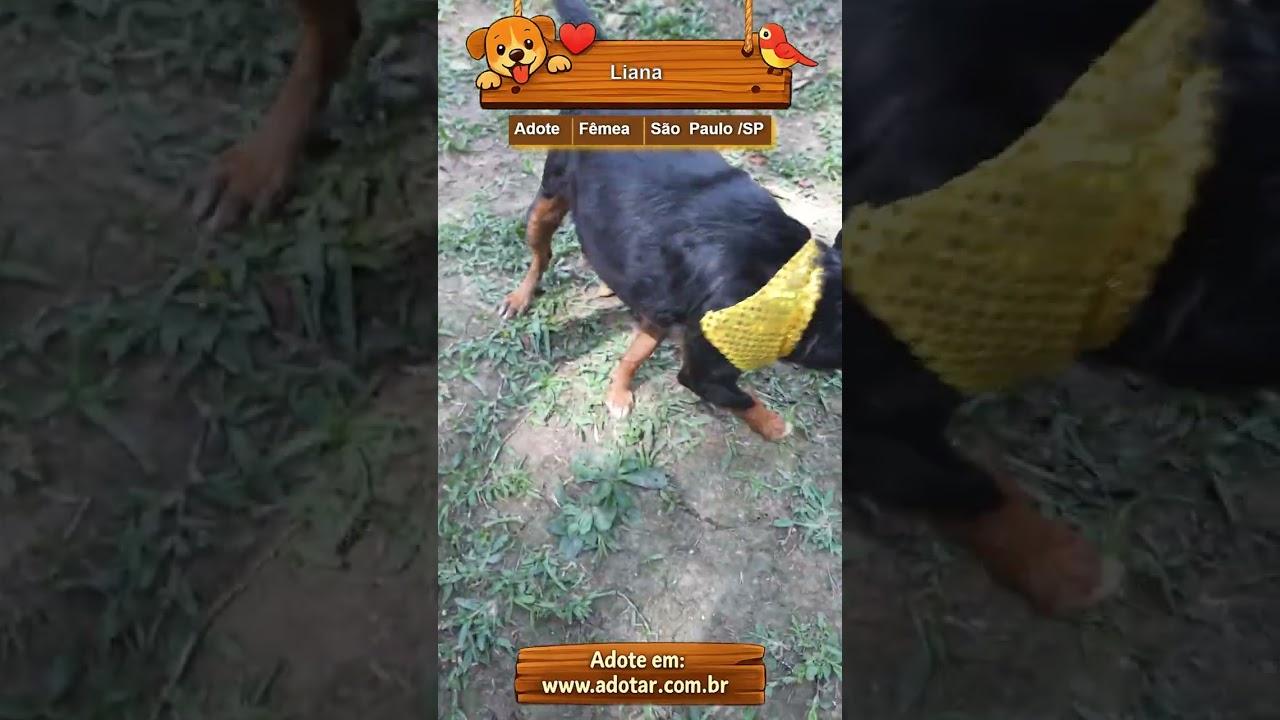 Cachorro raça SRD-ViraLata idade 5 anos nome Liana