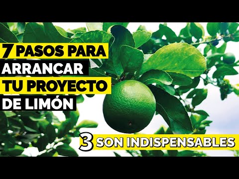 ¿Comó tener un ÁRBOL o CULTIVO de LIMÓN? paso a paso 2022