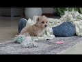 Maltipoo dogs for sale: Daisy - Video 1