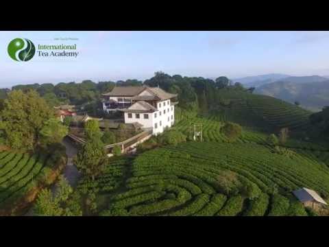ITA Certified Tea Sommelier Professional Training - YouTube