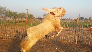 Big Gulabi Goat Documentary video