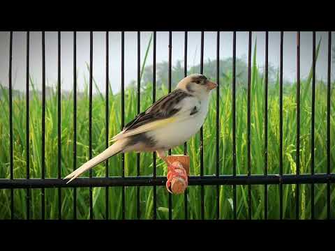 The Most Effective Canary Training‼️ Your Canary Will Sing Immediately