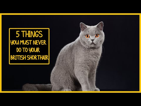 YouTube video about: Can british shorthair cats go outside?