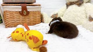 ハーフ犬の動画02