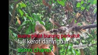 Download lagu suara pikat burung perkutut full kerot dan ngoar....!! mp3