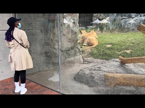 Last day in CHICAGO | Trying Al's #1 Italian Beef |...