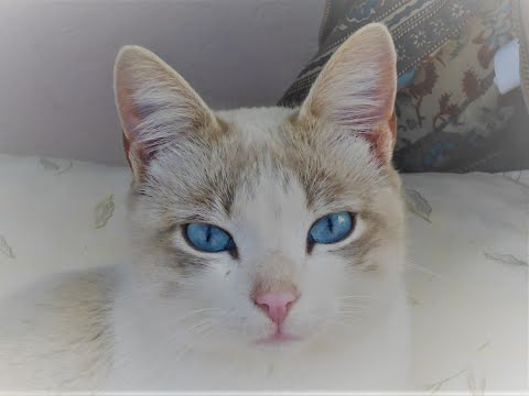 (27) Soham , mein wunderbarer  Kater, ein clip aus meinem privaten Archiv aus meiner Afrika-Zeit❤🌞🌴😻