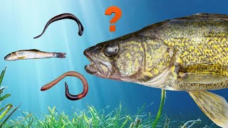 The TRUTH About Leeches, Minnows and Crawlers (These Live Baits Are NOT Created Equal!)