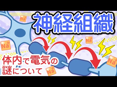 電気生理学的探査 - 定義