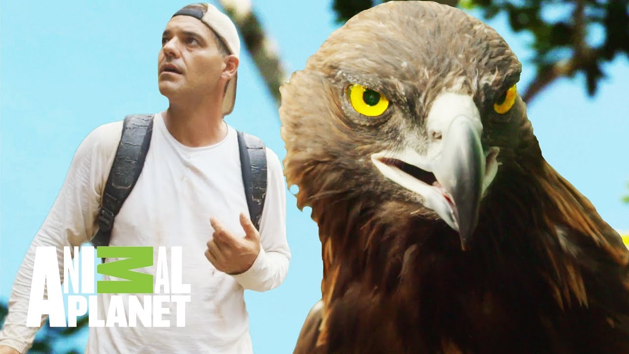 El águila real y la cultura maya | Wild Frank en México | Animal Planet