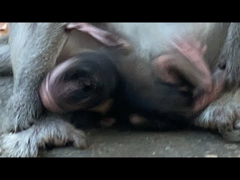 Did monkey Bonita give baby Astro back to his mom yet?