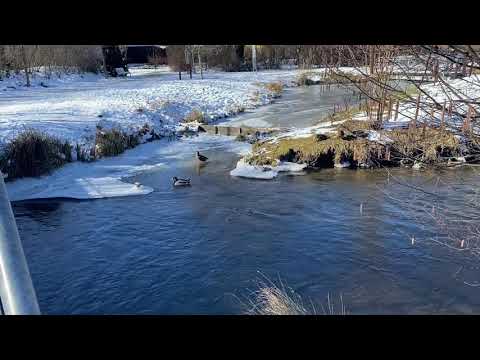 Enten 🦆im Wasser Winter Idylle - erfolgreich der Kälte trotzen