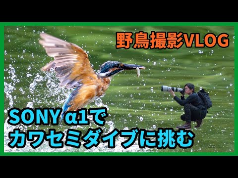 トディラムファス・クロリス・フミイ