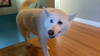 Husky's Hilarious Hunt for Hidden Treats 🐾🔍