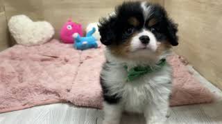 ハーフ犬の動画01