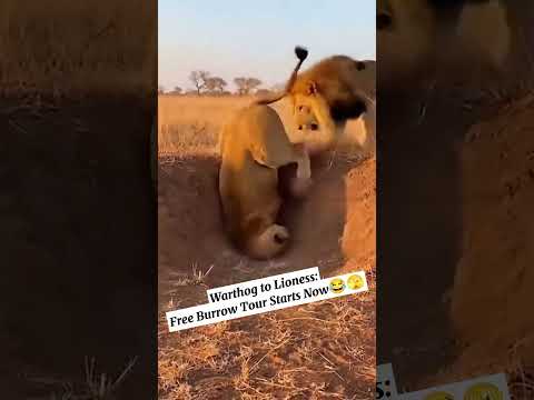 Warthog Shows Lion & Lioness🦁Who’s Boss in the Burrow 🫣🐗Funny & Crazy Wildlife Moment😁